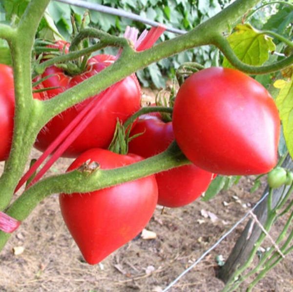 Hạt giống cà chua trái tim đỏ - gói 0,1 gram