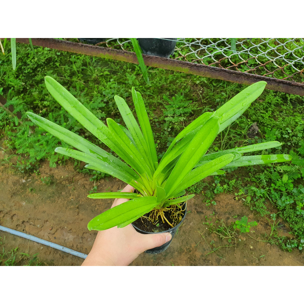 HOA LAN  Kiếm Phan Trí GIỐNG Năm 3