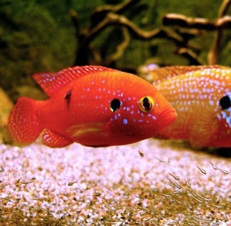 ikan red jewel cichlid