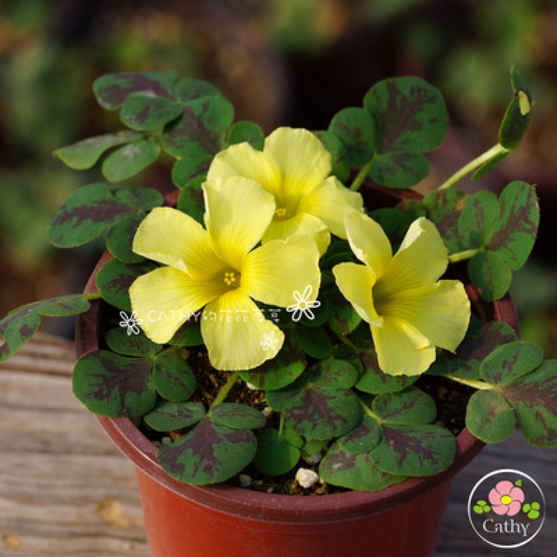 củ hoa oxalis dòng luteola