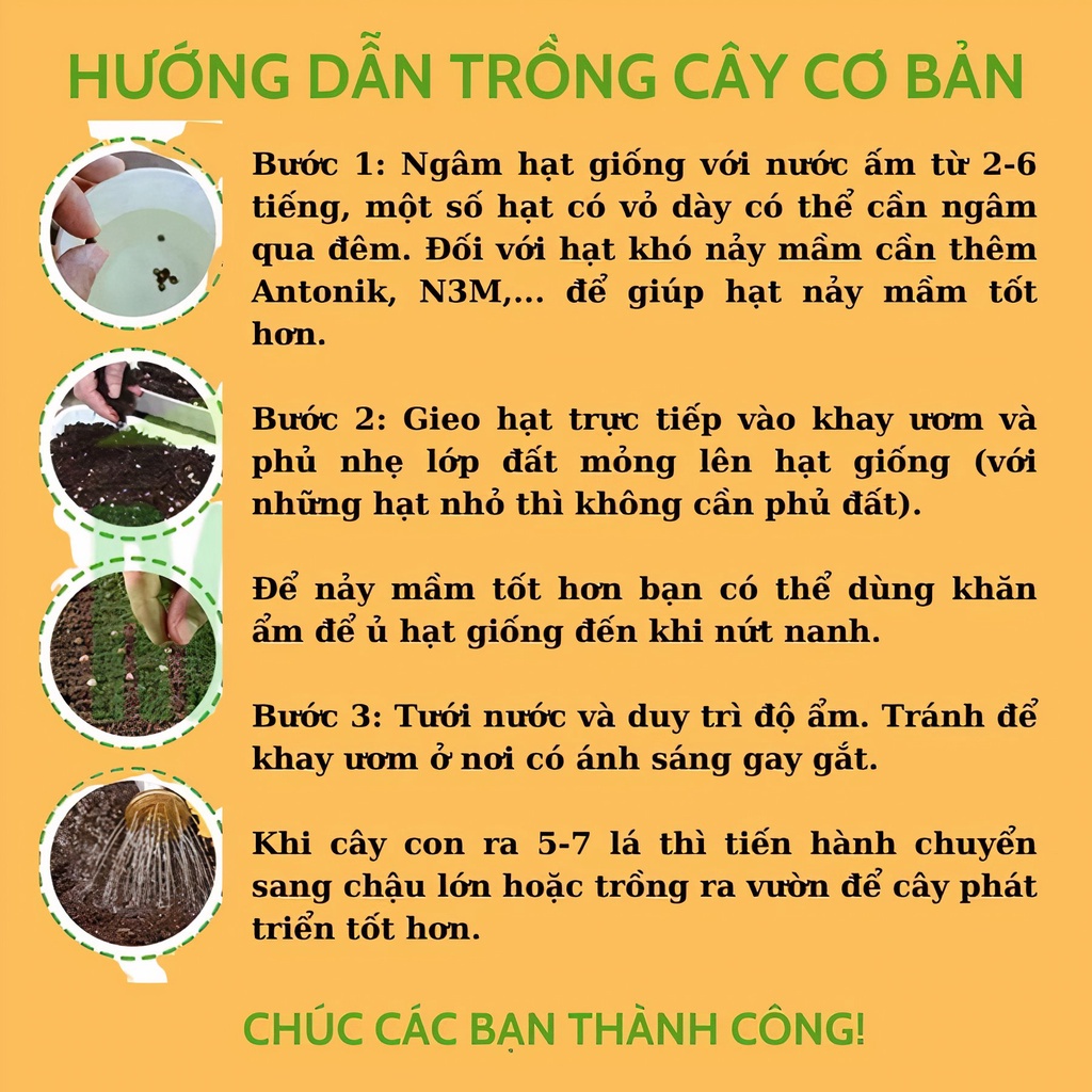 Hạt giống rau mầm các loại