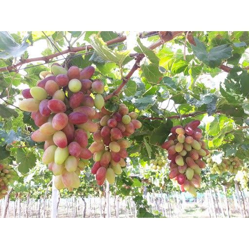 500g/1Kg Nho Vàng Sấy Khô Ấn Độ
