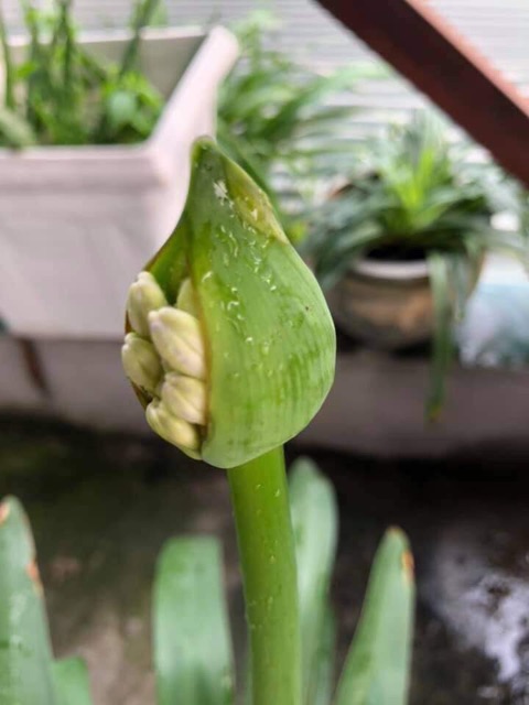 Củ hoa thanh anh sẵn rễ & lá (gửi củ như hình)