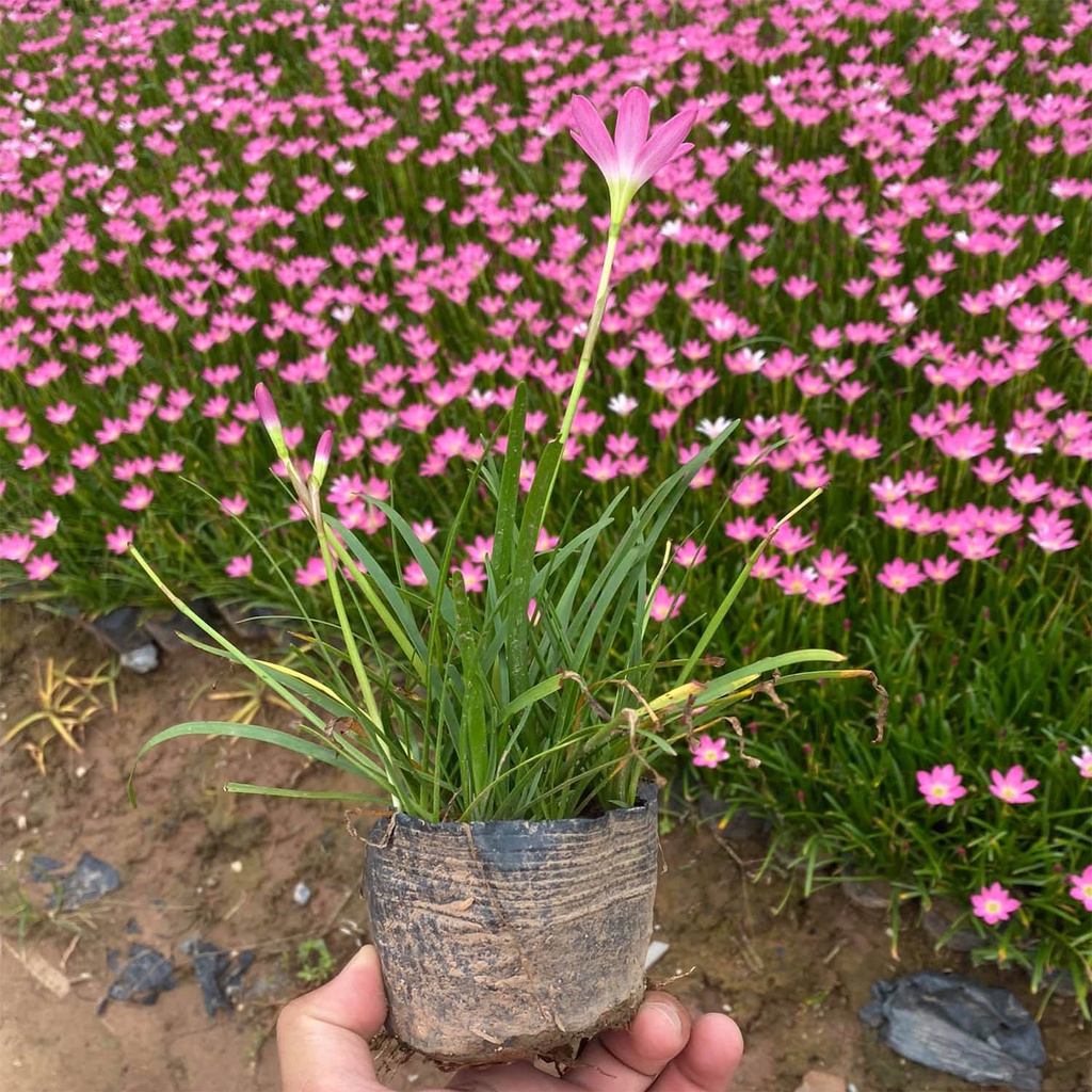 Củ giống hoa huệ mưa màu hồng - 10 củ