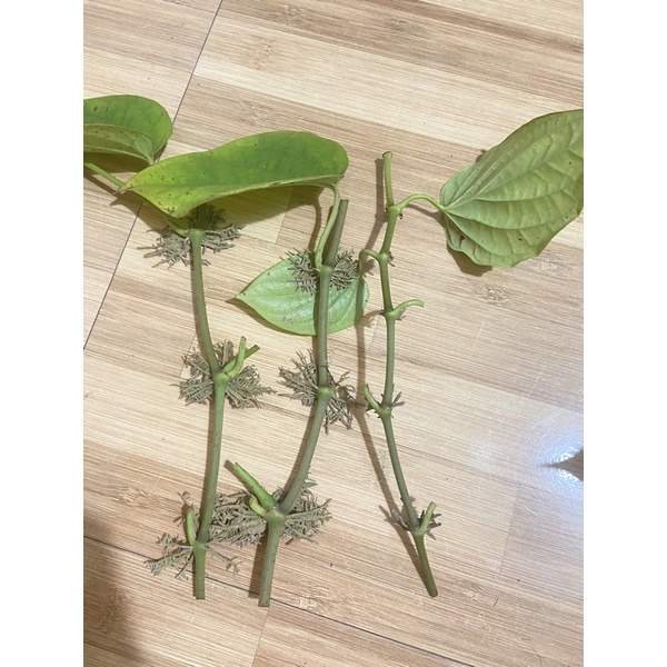 CÀNH TRẦU KHÔNG (CÂY TRẦU QUẾ ) CÓ RỄ ĐỂ ƯƠM TRỒNG