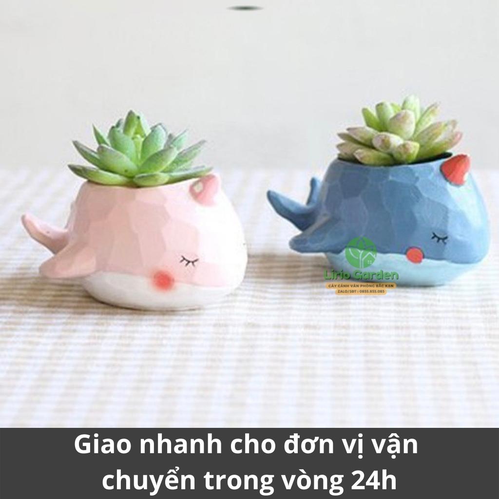 chậu cây hình cá voi xanh