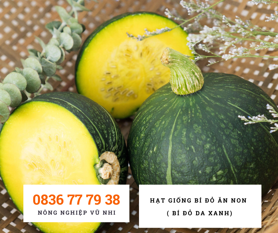 Hạt giống Bí Đỏ ăn non ( bí đỏ da xanh ) - hatgiong24h