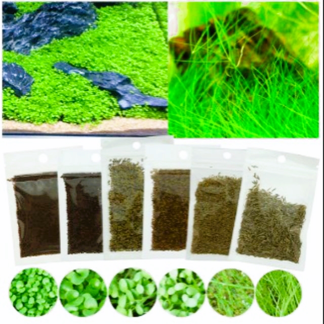Hạt Trân Châu Lá Lớn- Hạt Giống Thuỷ Sinh