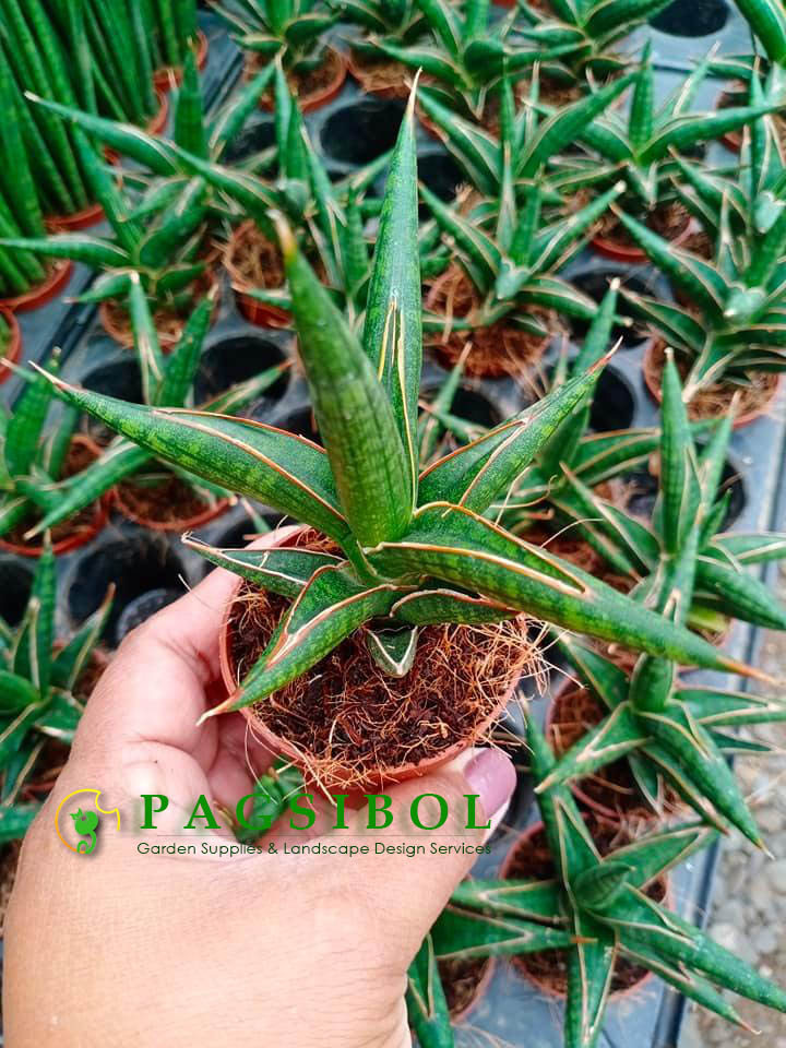 Sansevieria Varieties-Lavranos/Silver Nymph/Somalia/Samurai/Motum Kenya/Ocean  Star/Birds Nest/Fermic | Lazada PH