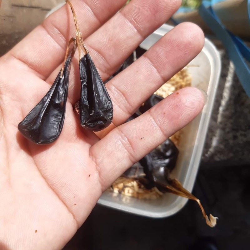 [CHÍNH HÃNG] Mật Kì Đà Chuẩn Rừng Lai Châu (Tây Bắc Shop)