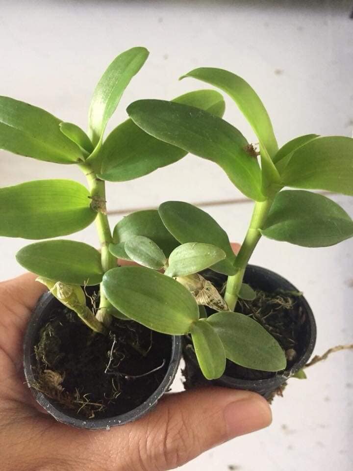 Giả hạc hông thái lan cây giống