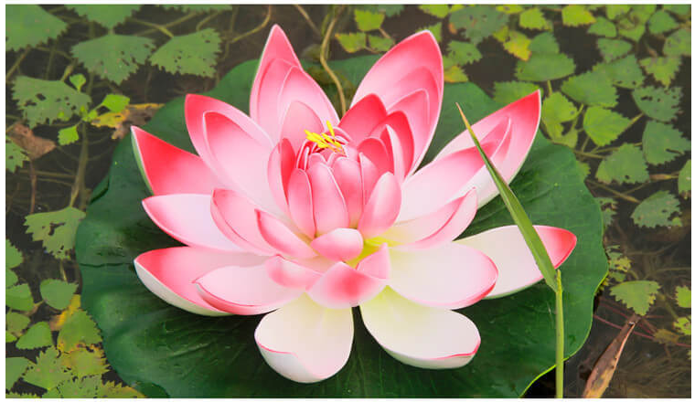 Đóa hoa sen giả thả nước trang trí tiểu cảnh ngoài vườn phủ xanh