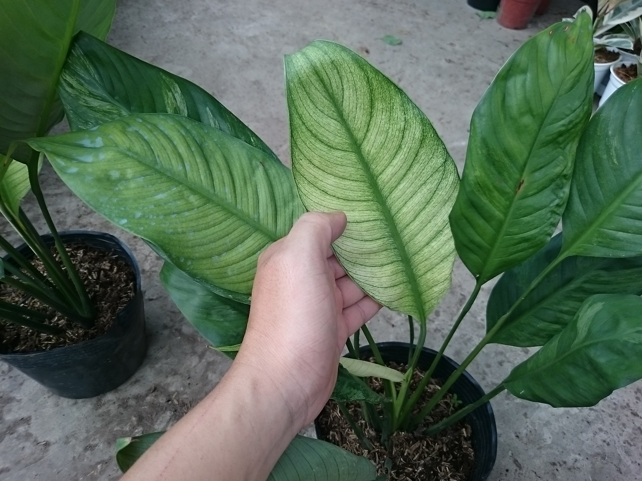 Cây Lan Ý Cẩm Thạch - cây cảnh để bàn