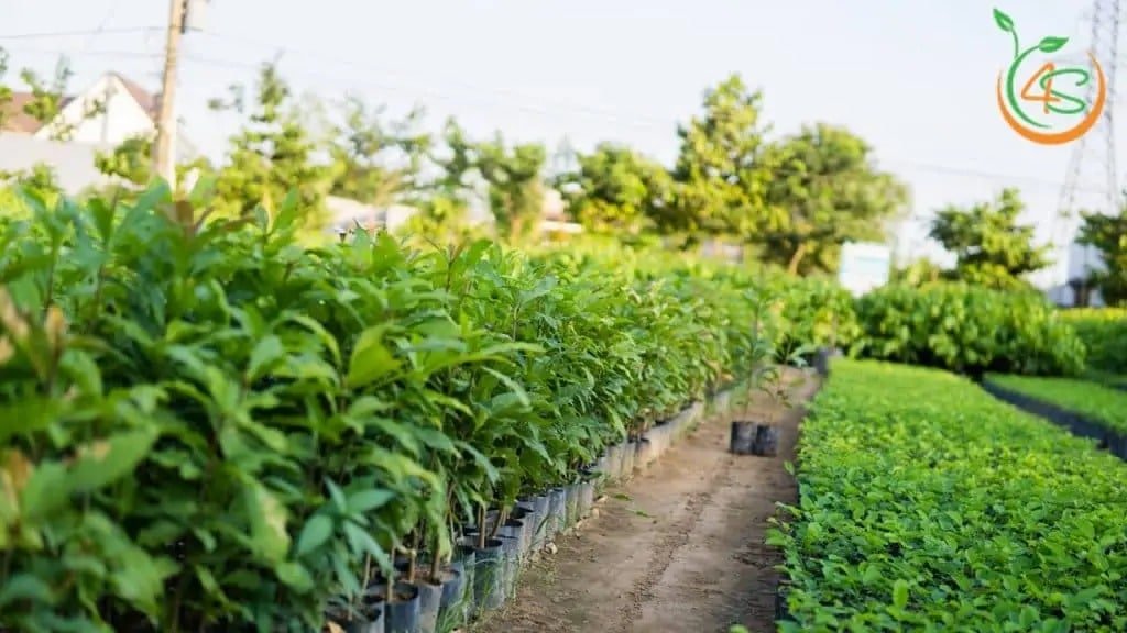 cây giống Lộc Vừng