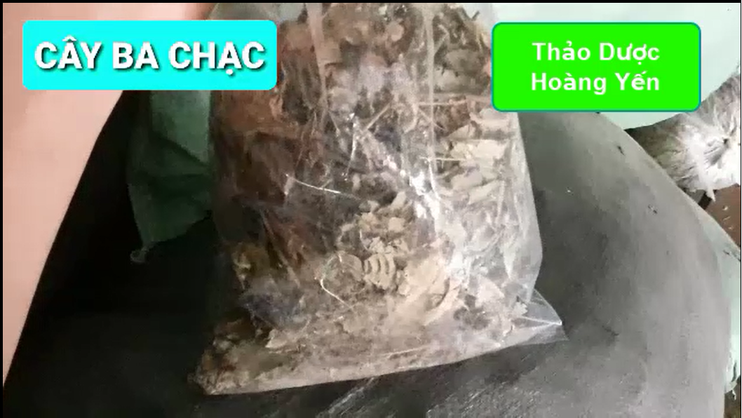 1kg cây ba chạc