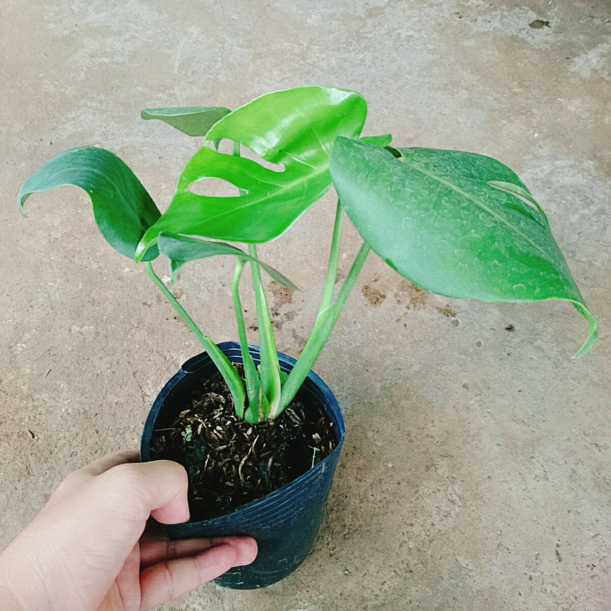 Trầu Bà Lá Xẻ - trầu bà nam mỹ