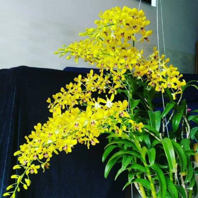HOA LAN NẮNG THƠM PENSUDA XƯA