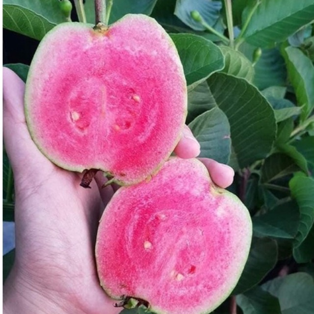 Cây Ổi Ruby Ruột Đỏ Không Hạt - cây ăn quả