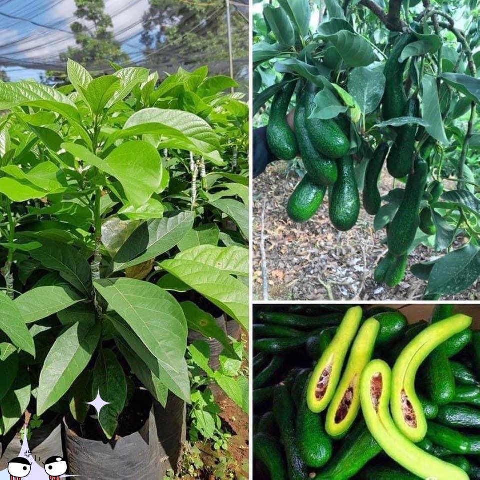 Cây Bơ Sáp giống siêu sớm [ cây ghép ]