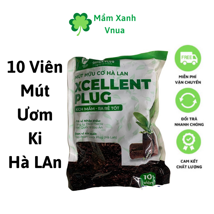 10 mút ươm kie hà lan - ươm kie, tạo độ ẩm và kích rễ lan