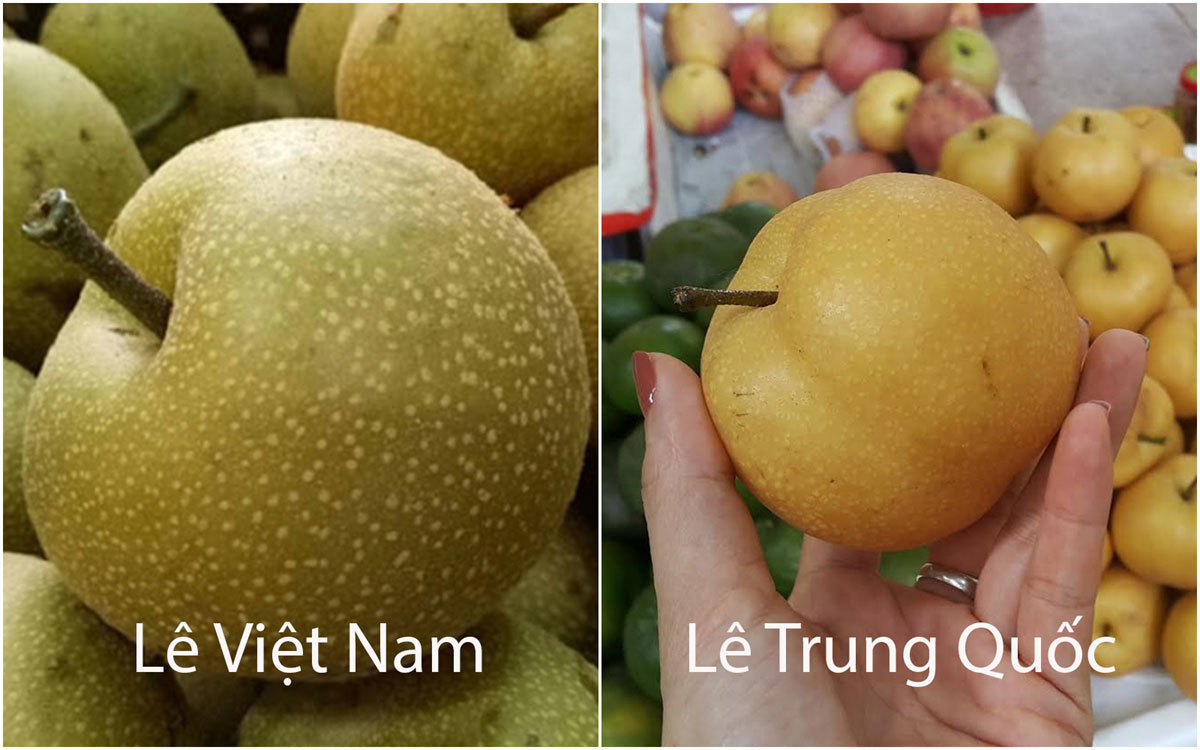 cây giống lê nâu (cây mắc cọp)