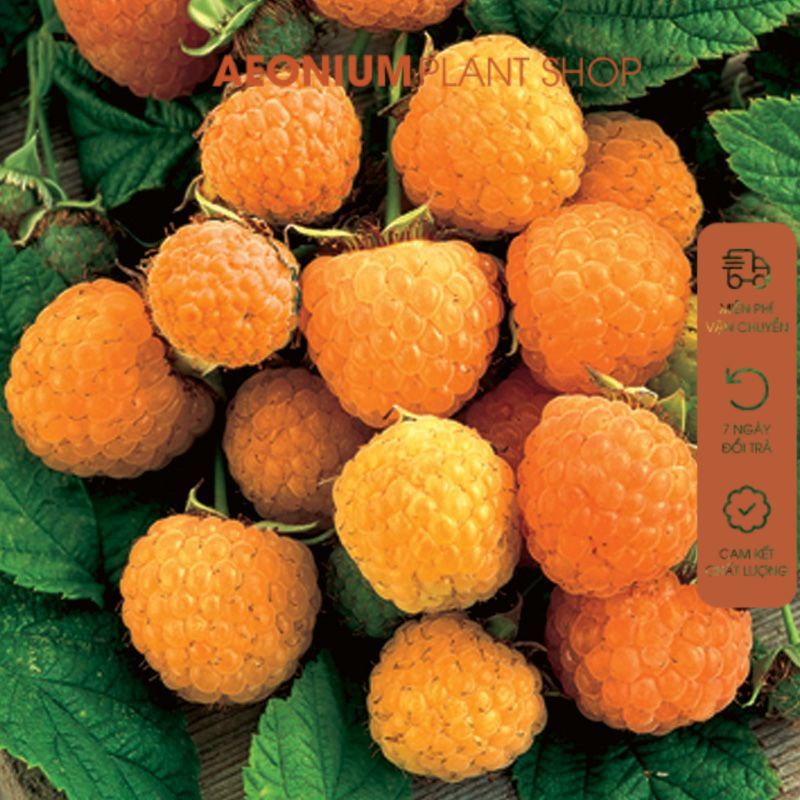 Cây Mâm Xôi Vàng- Yellow Raspberry