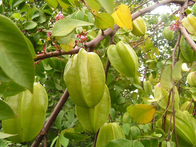 Cây giống Khế Ngọt B10 Malaysia