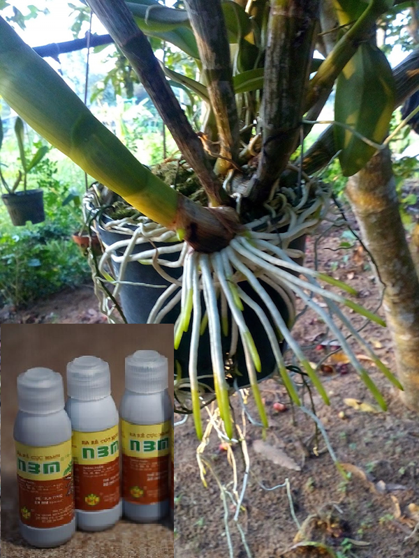 Phân Bón Lá Ra Rễ Cực Mạnh N3M - 1 lọ 20ml