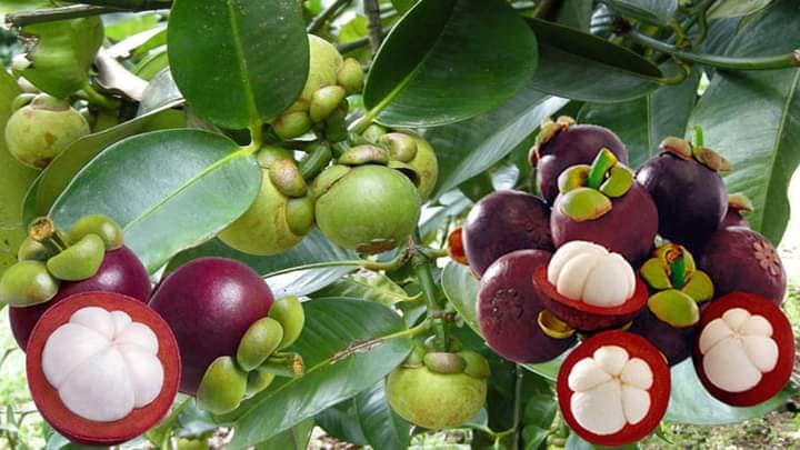 Cây măng cụt thái siêu sớm