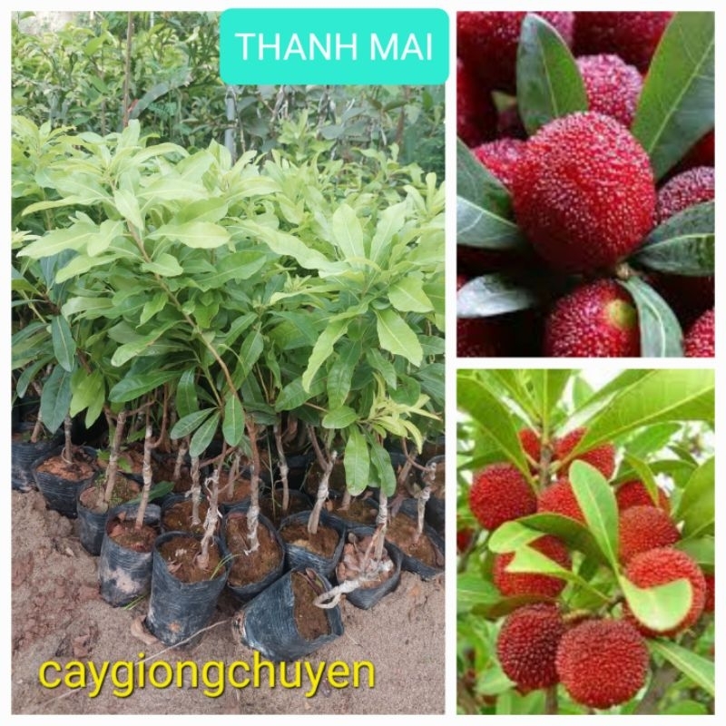 Cây ăn quả thanh mai ghép - hàng chuẩn có bảo hành