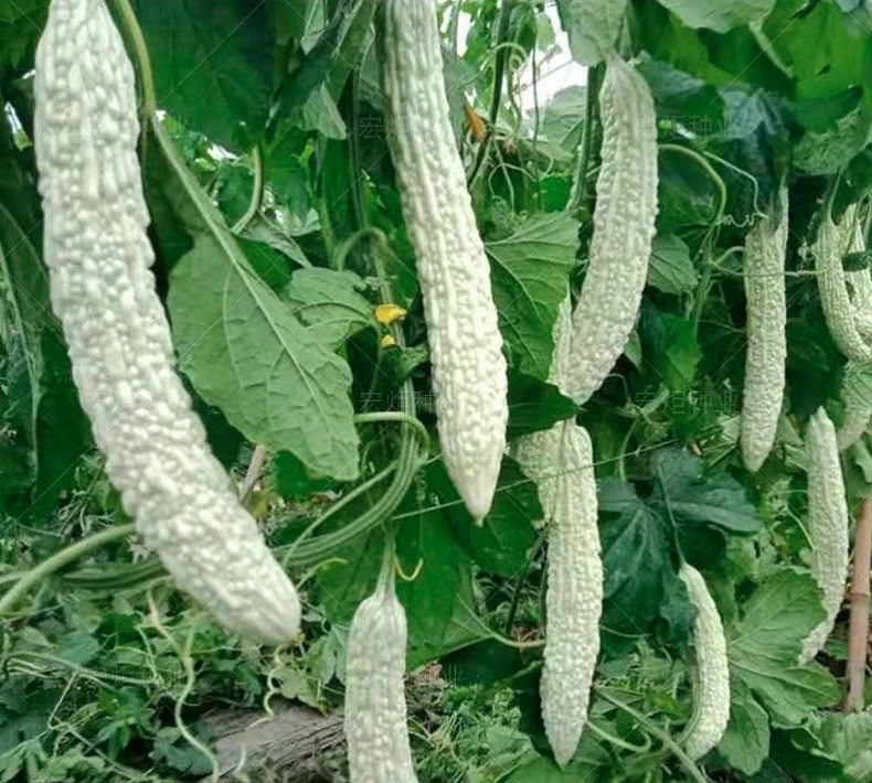 Sg Seller Long White Bitter Gourd Seeds Bitter Melon Brocade Litchi Momordica Charantia Home Garden Vegetable Seeds Stock In Sg Lazada Singapore