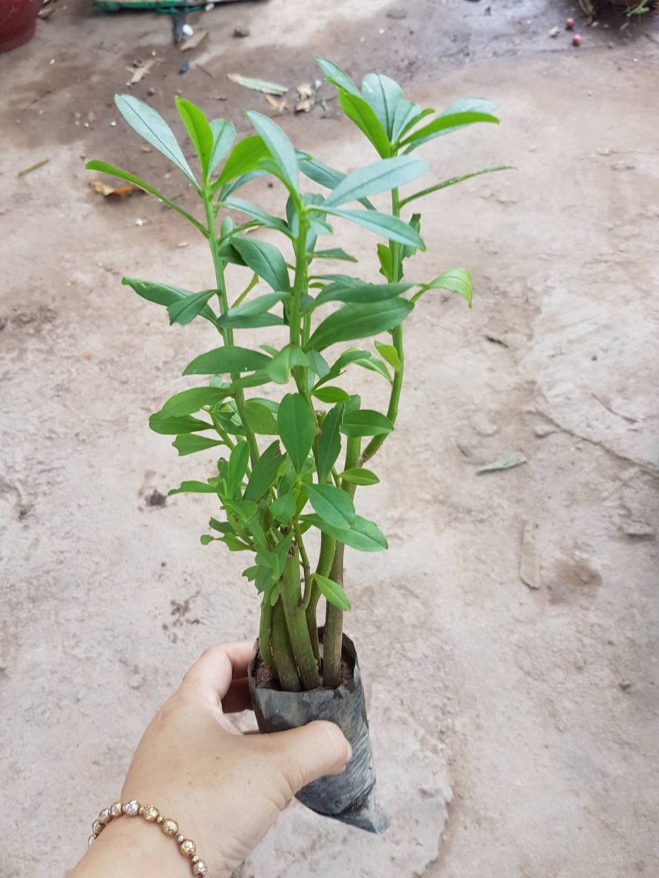 cây giống sâm đất (cây thổ sâm, rau sâm)- cây giống nhỏ