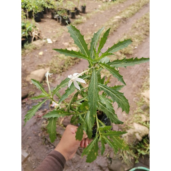 Porno filmda Taya Karpenko