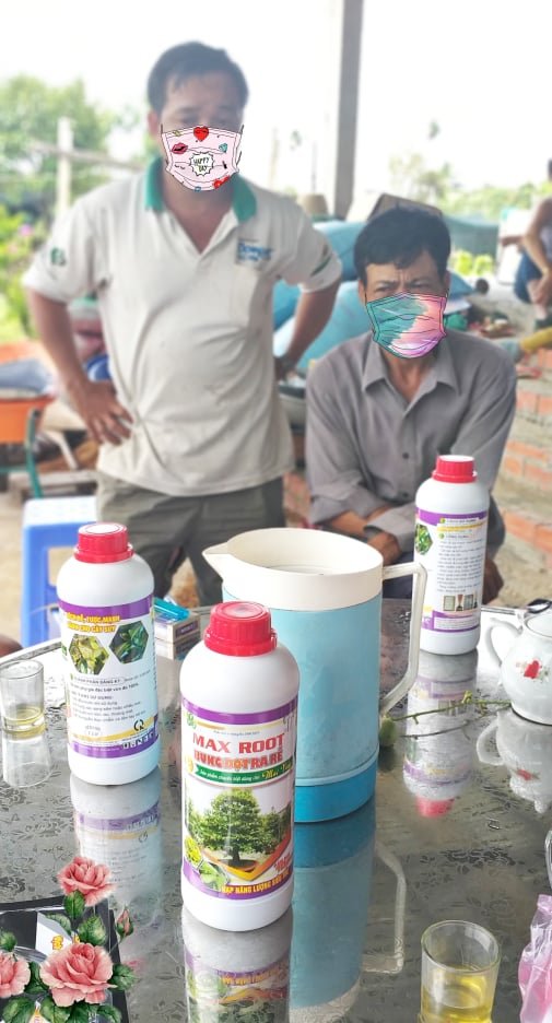 Phân bón Maxroot mai vàng Bung đọt - phục hồi nhanh 0,5L