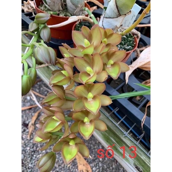 Củ hoa địa Lan luân(1 củ to) HOA TẾT