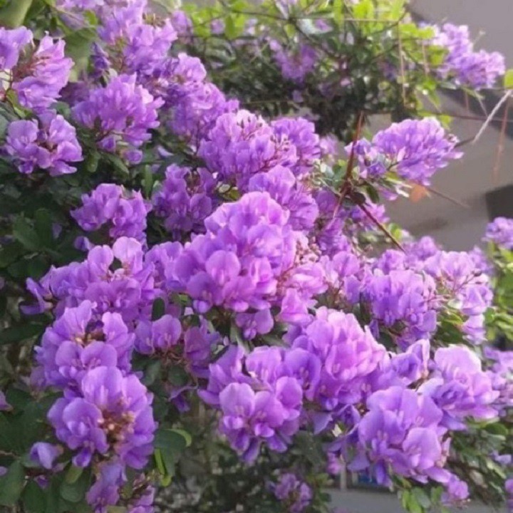 Linh sam sông hinh ( lá lớn hoa lớn ) - cây phôi giống