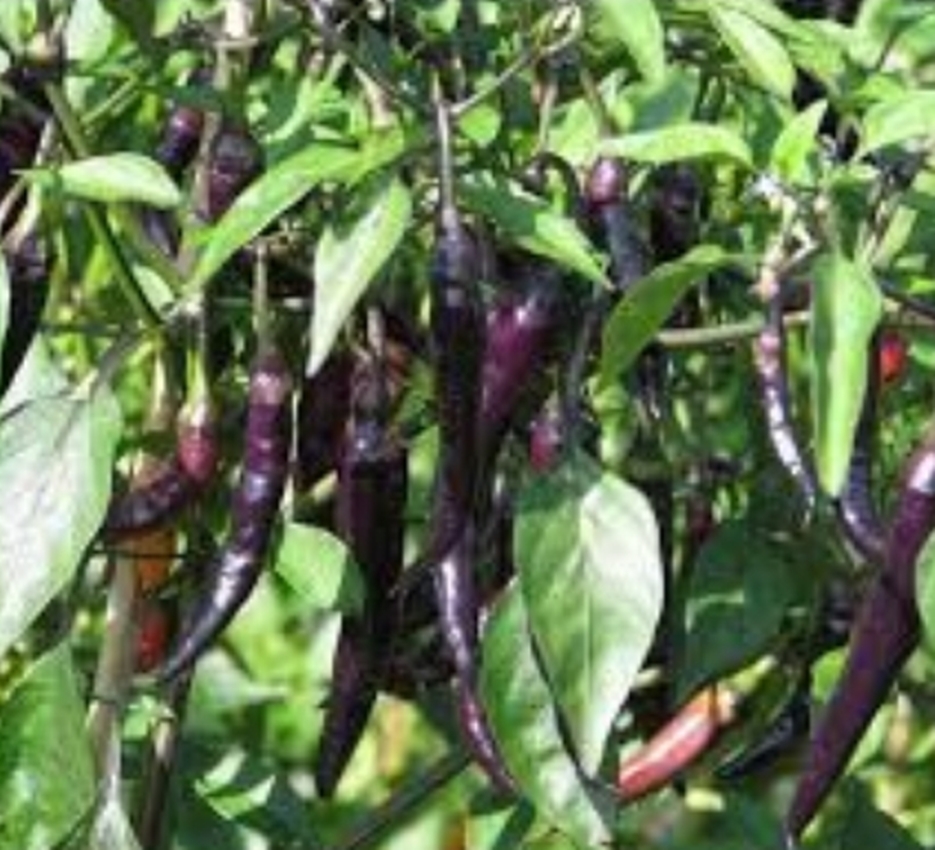 Hạt giống Ớt Cay Đen tặng kèm kích mầm