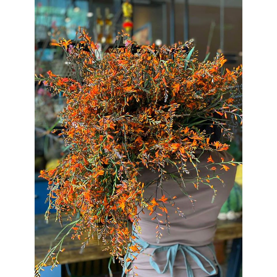 củ giống hoa lay ơn lúa (hoa dơn lúa) size to