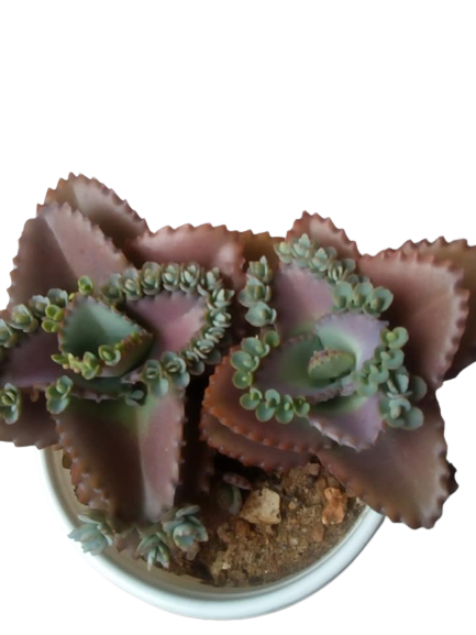 [HCM]Mother of thousands- cây sống đời