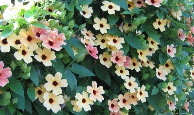 PHÂN LÂN ĐƠN 500GRAM/1KG - KÍCH THÍCH RA HOA - RA RỄ