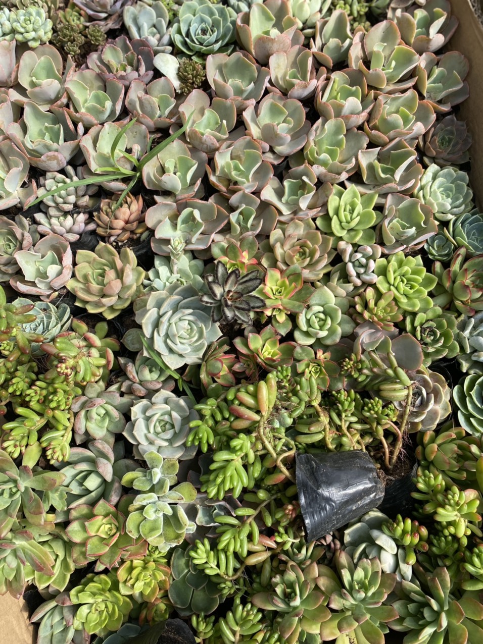 câu sen đá nha đam aloe bạch tuộc đỏ
