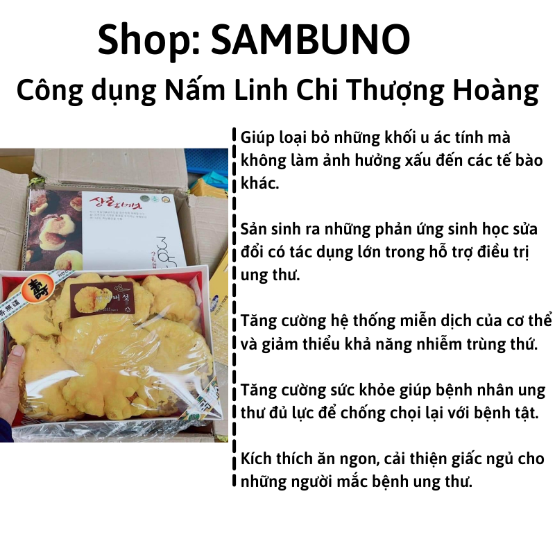 Nấm Linh Chi Thượng Hoàng Hàn Quốc