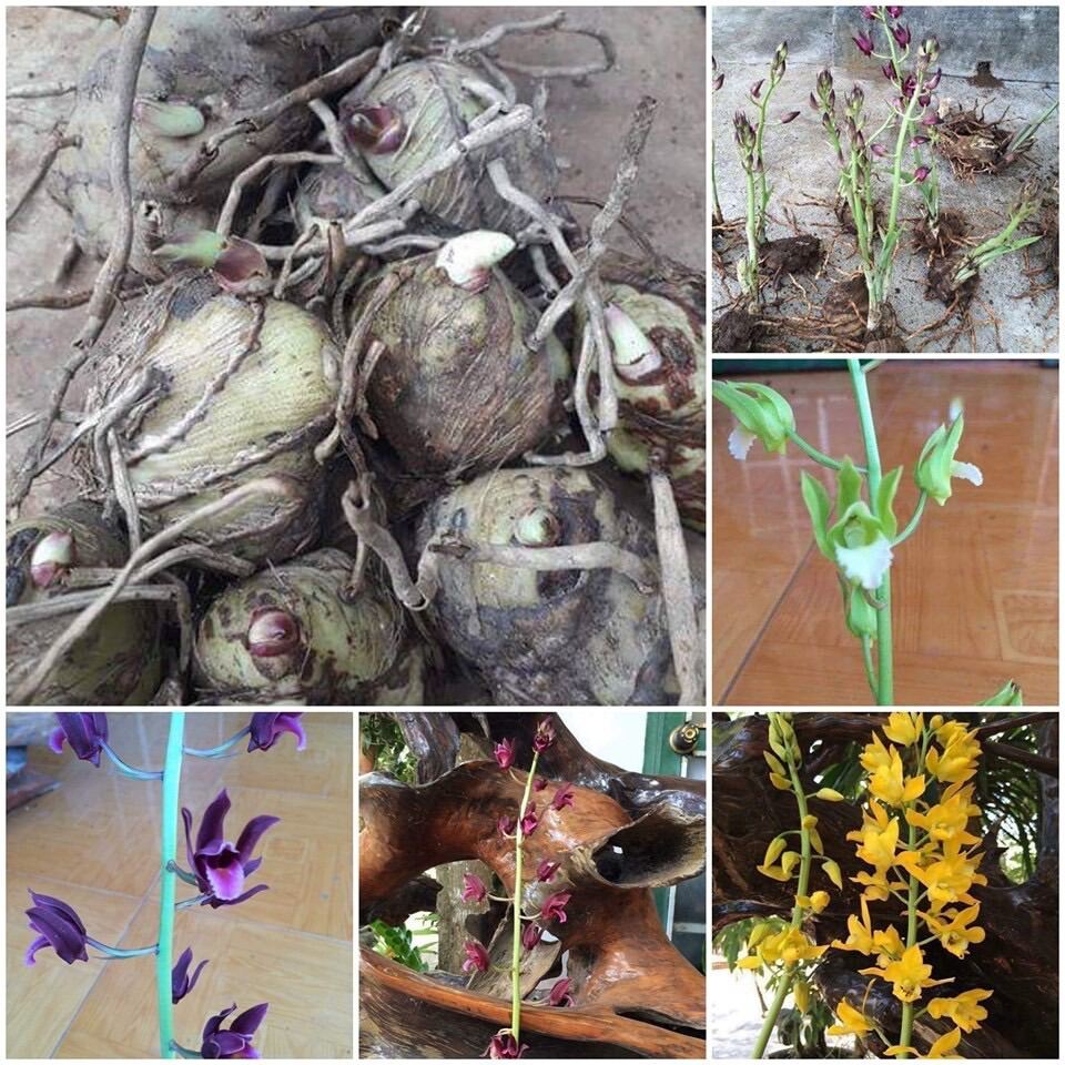Củ hoa địa Lan luân(1 củ to) HOA TẾT