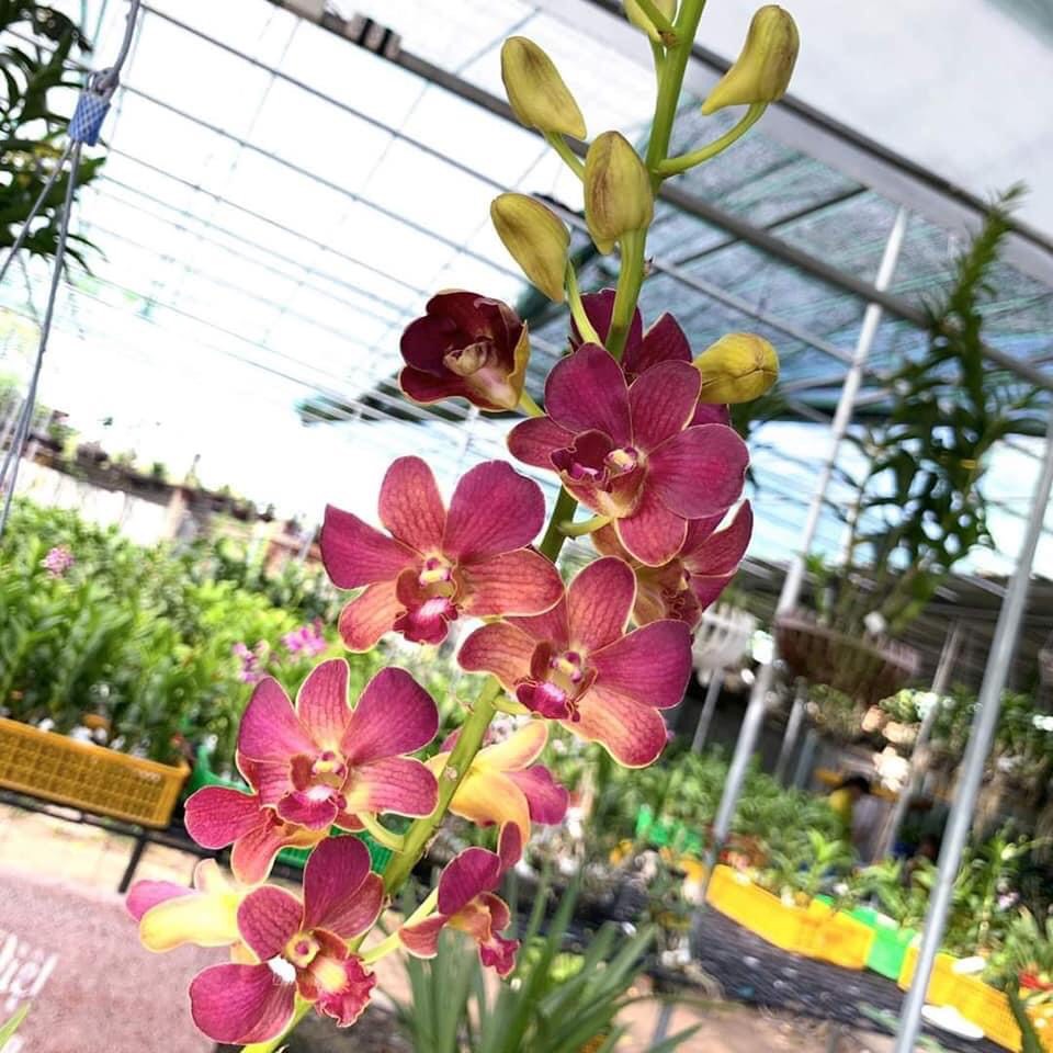 HOA LAN ĐỎ MĂNG CỤT