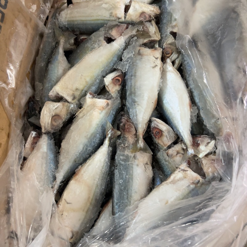 Cá bạc má đông lạnh - Khay 500Gr (Giao Tphcm)