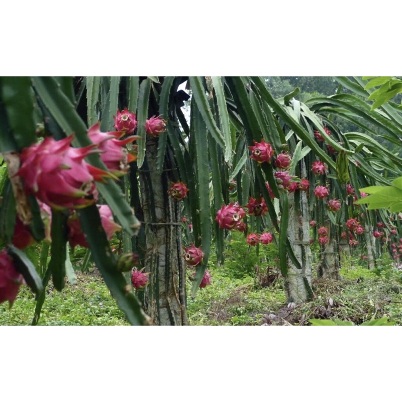 Combo 3 cành giống thanh long ruột đỏ, ruột trắng