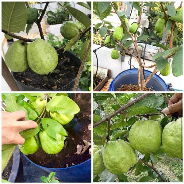 Cây giống ỔI KHÔNG HẠT PHUGI