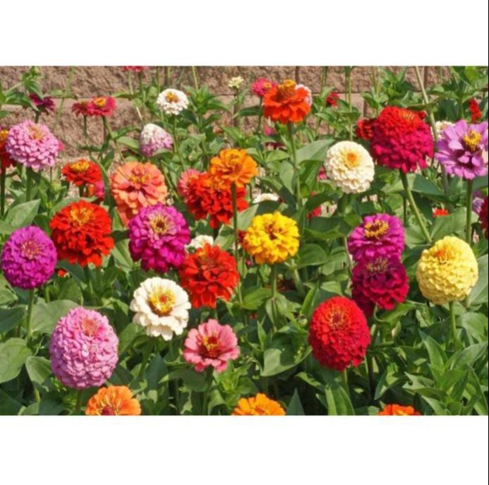 HẠT HOA CÚC CALI NHIỀU MÀU - GÓI 1 GRAM