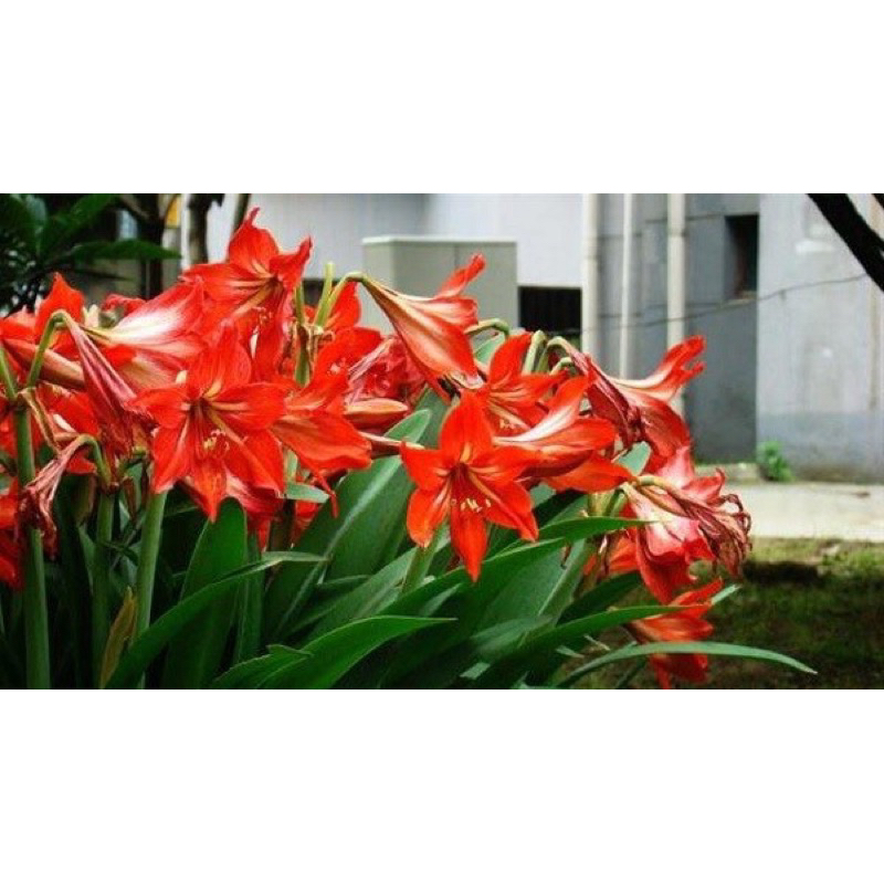 củ hoa loa kèn(lan huệ) màu đỏ