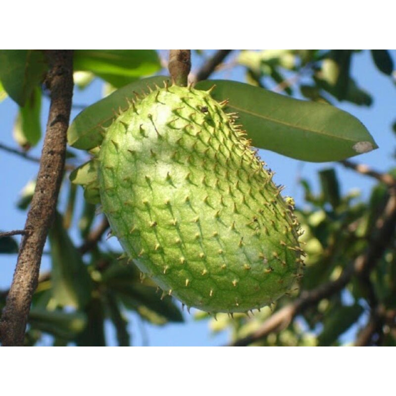 cây giống mãng cầu xiêm thái